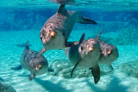En primera plana, los delfines del Sea World (clickear par agrandar imagen). Fotos: Sea World